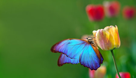 bright colorful blue morpho butterfly on tulip flower in the garden.