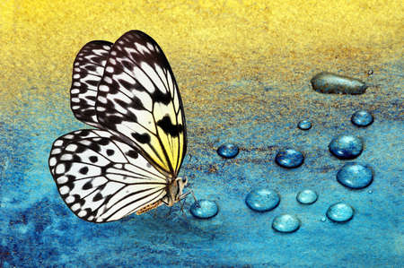 butterfly on dew drops. gold and blue background. watercolor paper painted in blue and gold paint. bright tropical butterfly on a blue and gold background. idea leuconoe. rice paper butterfly.の写真素材