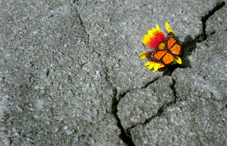 Crack on the asphalt road. A crack in the asphalt and bright monarch butterfly on a beautiful flower. copyspace.の写真素材