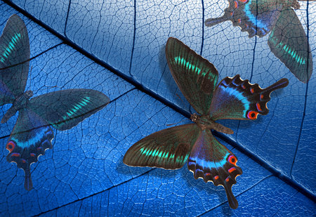 abstract blue background. bright tropical butterflies on the background of a skeletonized leaf....