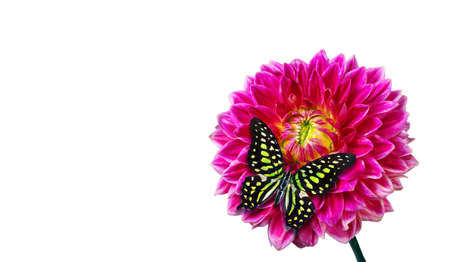 Bright tropical butterfly on purple dahlia flower isolated on white. Graphium agamemnon butterfly. Tailed green jay.の写真素材