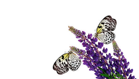 Colorful tropical butterflies on bright blue flowers isolated on white. Butterflies on lupine flowers. Rice paper butterfly. Large tree nymph. White nymph butterfly. copy spaceの写真素材