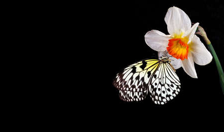 Bright tropical butterfly on narcissus flower isolated on black. Daffodil and butterfly. Rice paper butterfly. Large tree nymph. White nymph butterfly. copy spaceの写真素材
