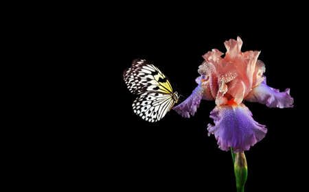 Bright tropical butterfly on colorful iris flower in water drops isolated on black. Rice paper butterfly. Large tree nymph. White nymph butterfly.の写真素材
