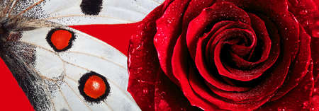 red rose in water drops and wings of apollo butterfly close up.の写真素材