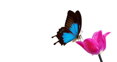 bright tropical butterfly on tulip flower in water drops isolated on white. butterfly Ulysses.の写真素材