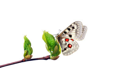 colorful apollo butterfly on bright young spring leaves isolated on white. branch with spring green leaves and butterfly.の写真素材