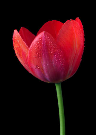 bright colorful red tulip in water drops isolated on black.の写真素材