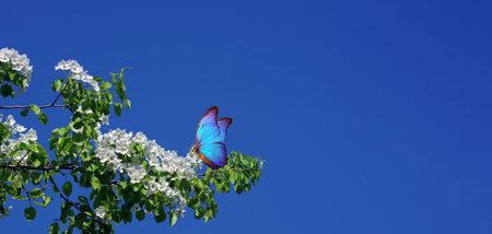 bright blue morpho butterfly on a branch of a blossoming pear against a blue sky. copyspace. flowering gardens. butterfly on a flowerの写真素材