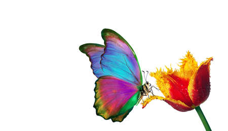 bright tropical morpho butterfly on red and yellow tulip flower in water drops isolated on white. butterfly on a flower. copy spaceの写真素材