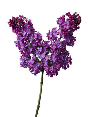 blossoming lilac branch in water drops isolated on whiteの写真素材