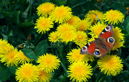 colorful red peacock butterfly on bright yellow blooming dandelions in a meadowの写真素材