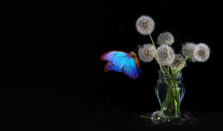 colorful blue morpho butterfly on white fluffy dandelions on black. bouquet of dandelions in a vase...