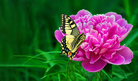 bright colorful swallowtail butterfly on a pink peony flower in the garden