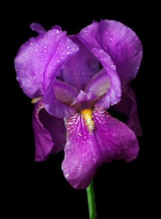 bright colorful purple iris flower in water drops isolated on black. close up
