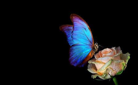 bright blue tropical morpho butterfly on beige rose in water drops isolated on black. copy spaceの写真素材