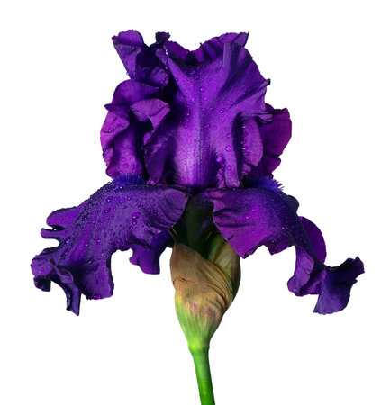 colorful purple iris flower in water drops isolated on white. close upの写真素材
