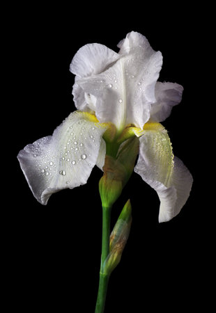 bright white iris flower in water drops isolated on black.