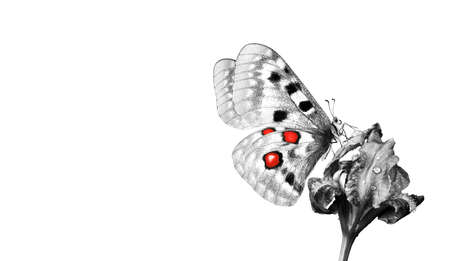 Bright Apollo butterfly on iris flower in water drops isolated on white. black and whiteの写真素材
