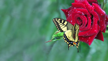 colorful swallowtail butterfly on a bright red rose flower in water drops after rain in the garden. copy spaceの写真素材