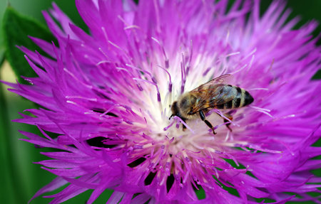 bee on a purple flower close-up. flowering thistle