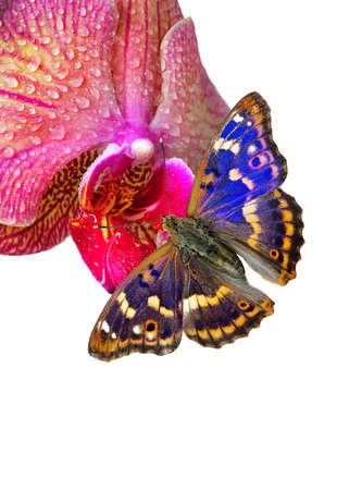 colorful blue butterfly on purple orchid flower in water drops isolated on white. Purple Emperor Butterflyの写真素材