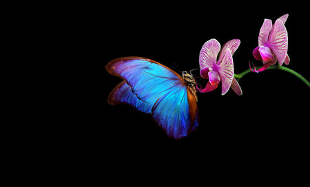 bright blue tropical morpho butterfly on colorful purple orchid flowers in water drops isolated on blackの写真素材