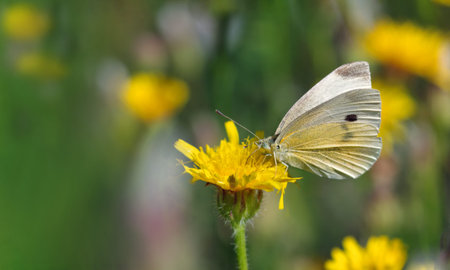 bright white butterfly on a yellow flower. copy spaceの写真素材