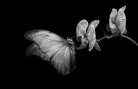 bright blue tropical morpho butterfly on colorful purple orchid flowers in water drops isolated on blackの写真素材