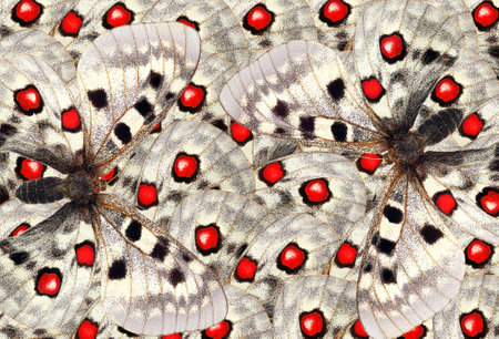 bright abstract pattern from apollo butterfly wings. butterfly wings ornamentの写真素材