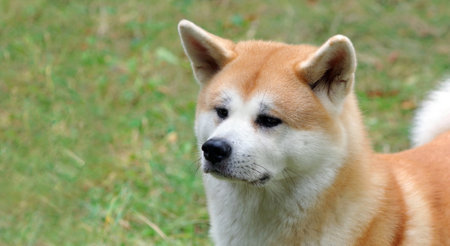 Akita ken or japanese akita. Cute akita inu on a meadow greenの写真素材