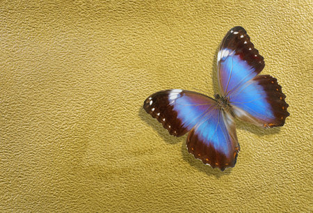 sheet of watercolor paper painted with gold paint and bright blue morpho butterflyの写真素材
