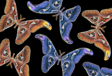 Attacus atlas. Atlas moth. Colorful tropical Atlas butterflies isolated on black. Ornament of tropical butterfliesの写真素材