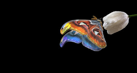 Butterfly on a flower isolated on black background. 3d illustrationの写真素材