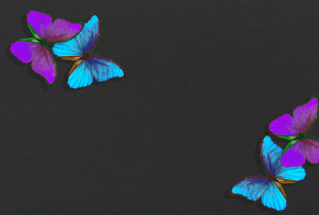 bright colorful morpho butterflies on black paper backgroundの写真素材