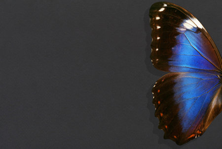 wings of blue tropical morpho butterfly on black paper background. copy space