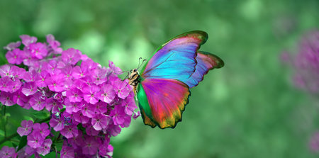 colorful morpho butterfly on phlox flower in the gardenの写真素材