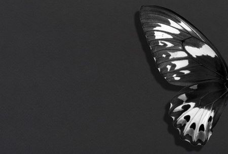 Butterfly on a black background. black and white photo.