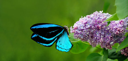 Butterfly on a lilac flower. close-up.