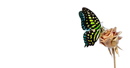 Beautiful butterfly isolated on white background with copy space for text.の写真素材