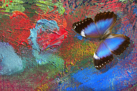butterfly on multicolored background, closeup of photo