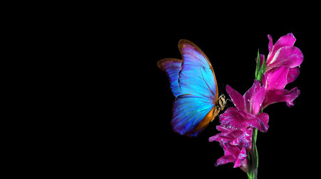 Beautiful butterfly and purple gladiolus flower isolated on black backgroundの写真素材
