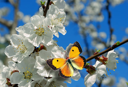 butterfly on a flower of apricot in the springの写真素材