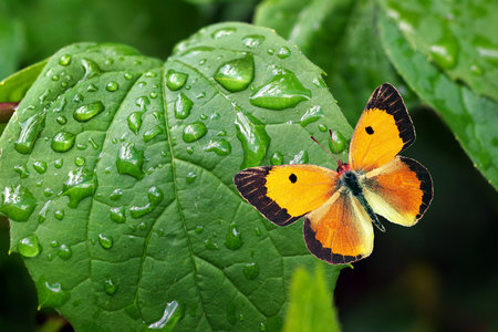 Butterfly on a green leaf with water drops after the rain