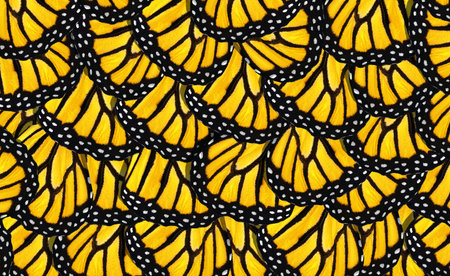 Beautiful pattern of yellow monarch butterfly wing for background and texture.の写真素材