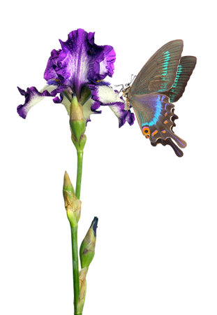 Butterfly on iris flower isolated on white background with clipping pathの写真素材
