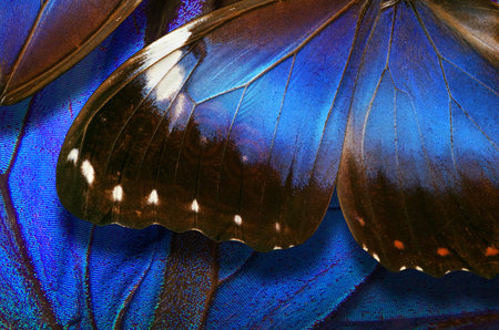 Butterfly wing texture background. Blue morpho butterfly wing detail