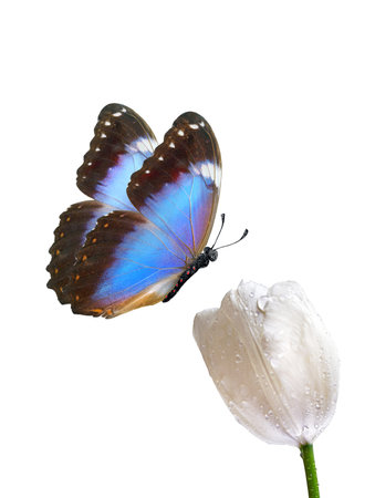 butterfly and white tulip isolated on white background