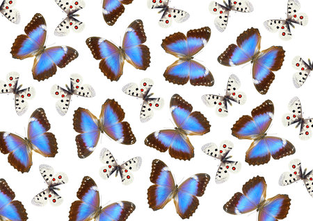 Seamless pattern of butterflies isolated on white background. Top view.の写真素材