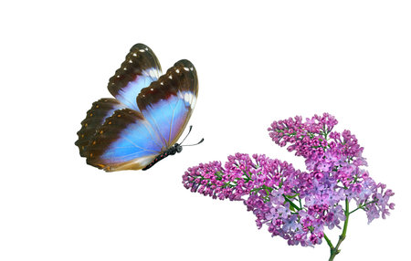 Butterfly on lilac flowers isolated on white background. Blue butterfly on lilac flowers.の写真素材